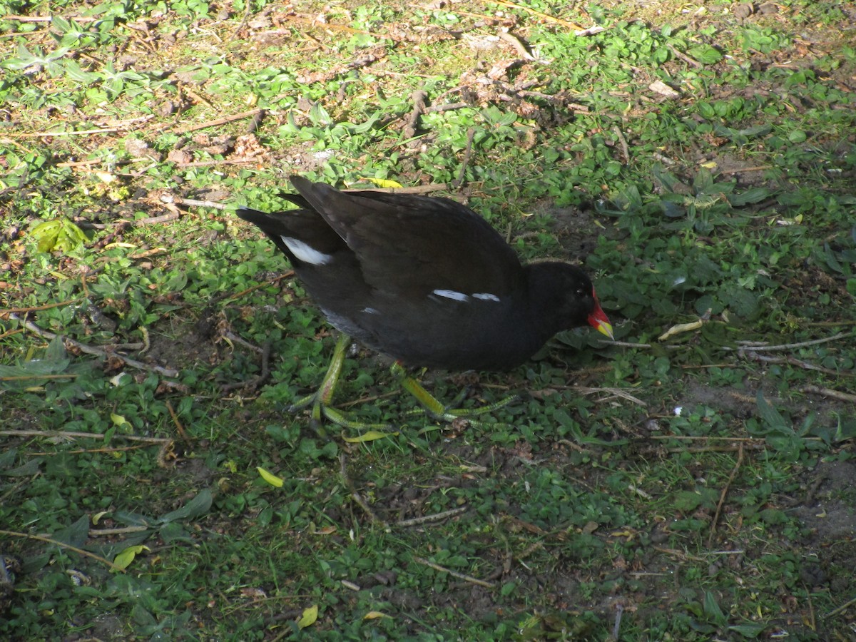 Eurasian Moorhen - ML647192888
