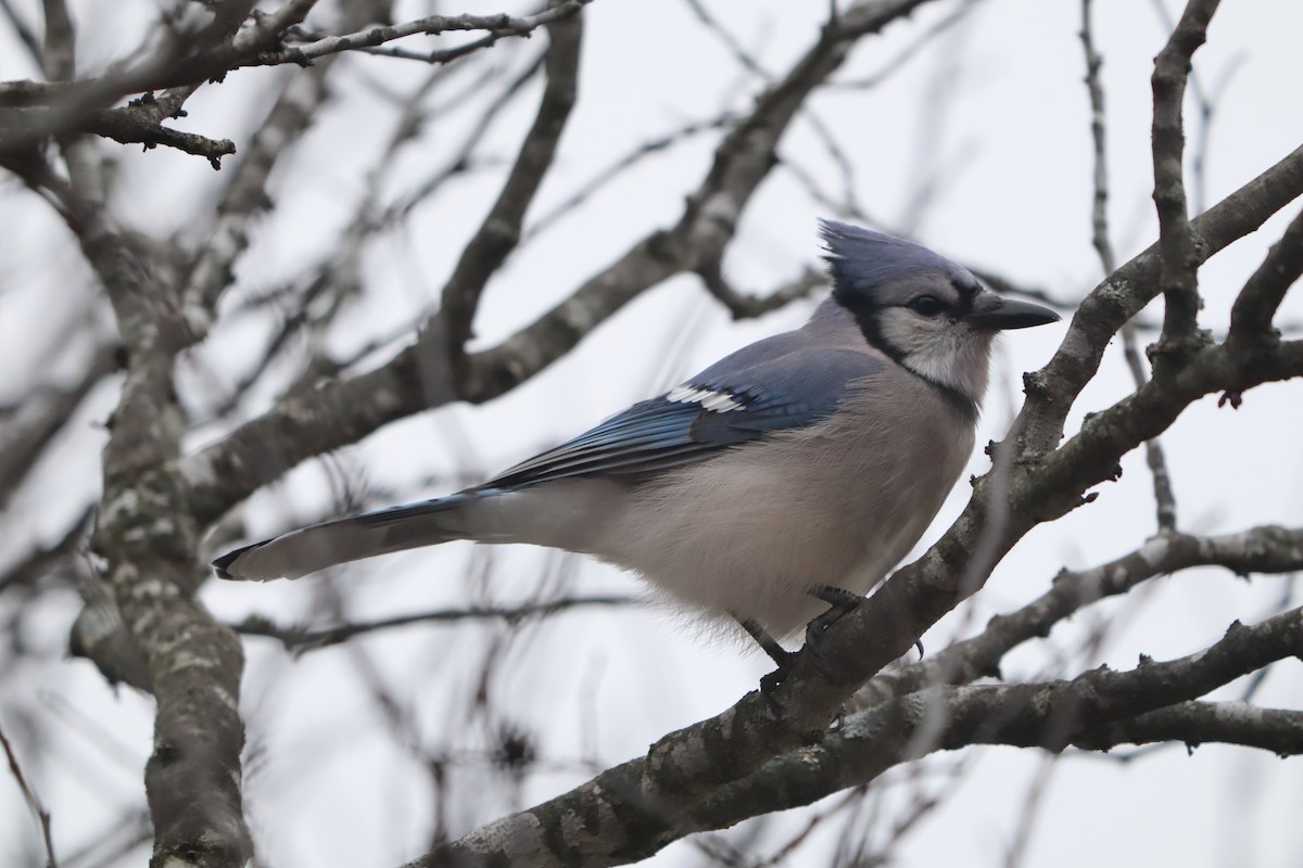 Blue Jay - ML647192892