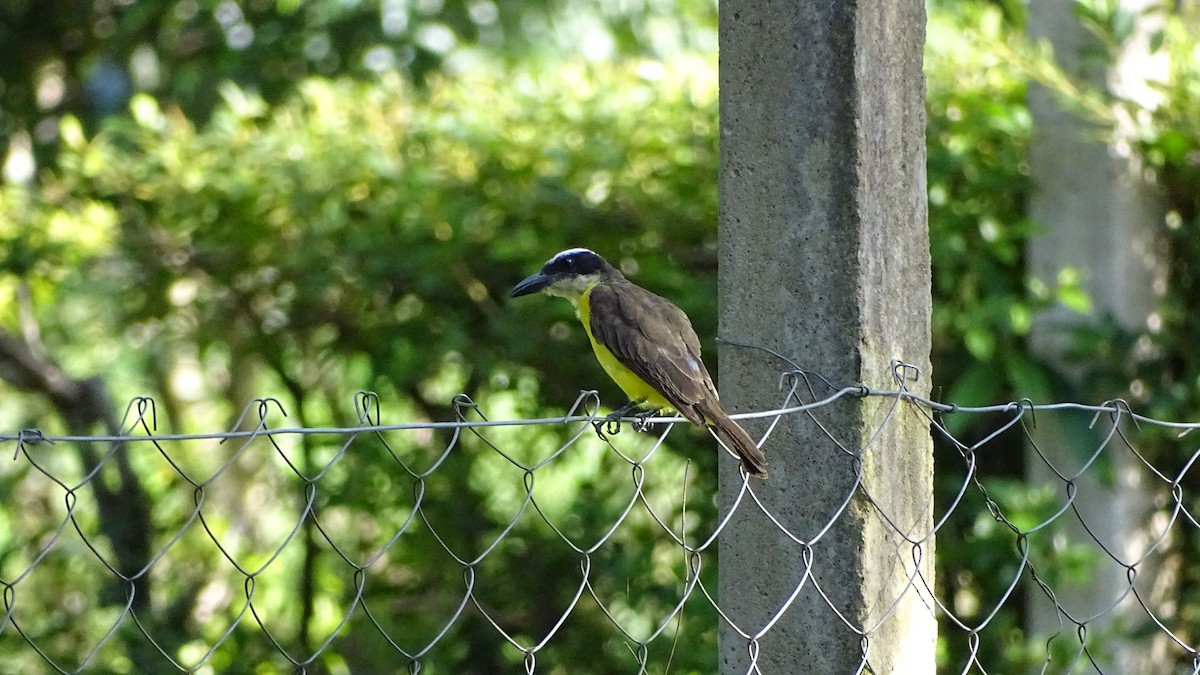 Boat-billed Flycatcher - ML647192910