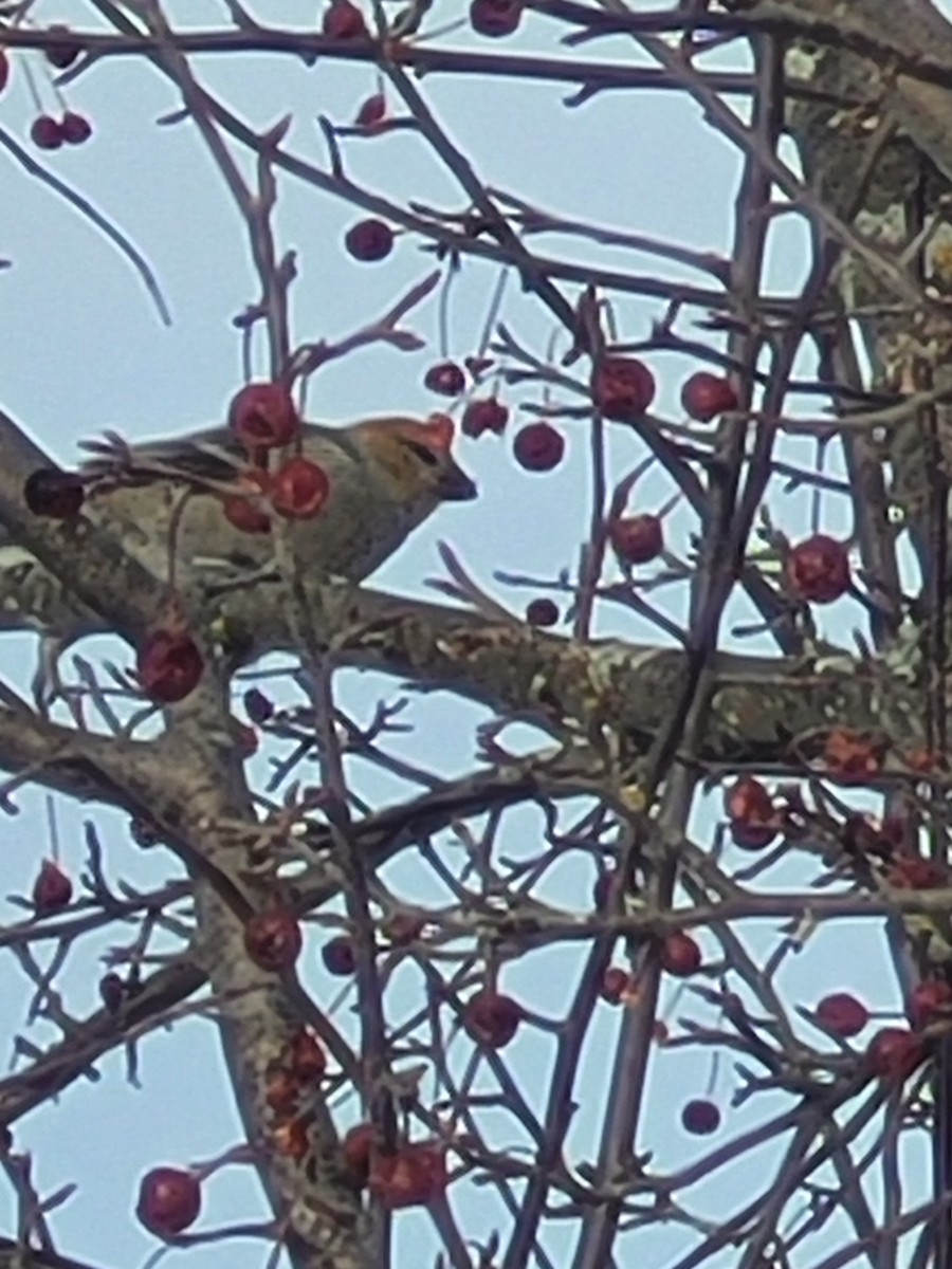 Смеречник тайговий - ML647192936