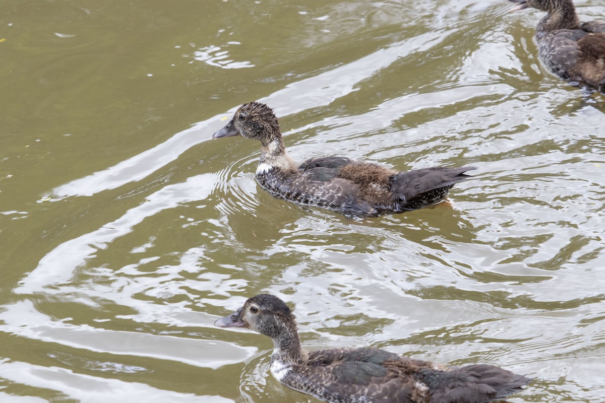 Muscovy Duck (Domestic type) - ML647192952