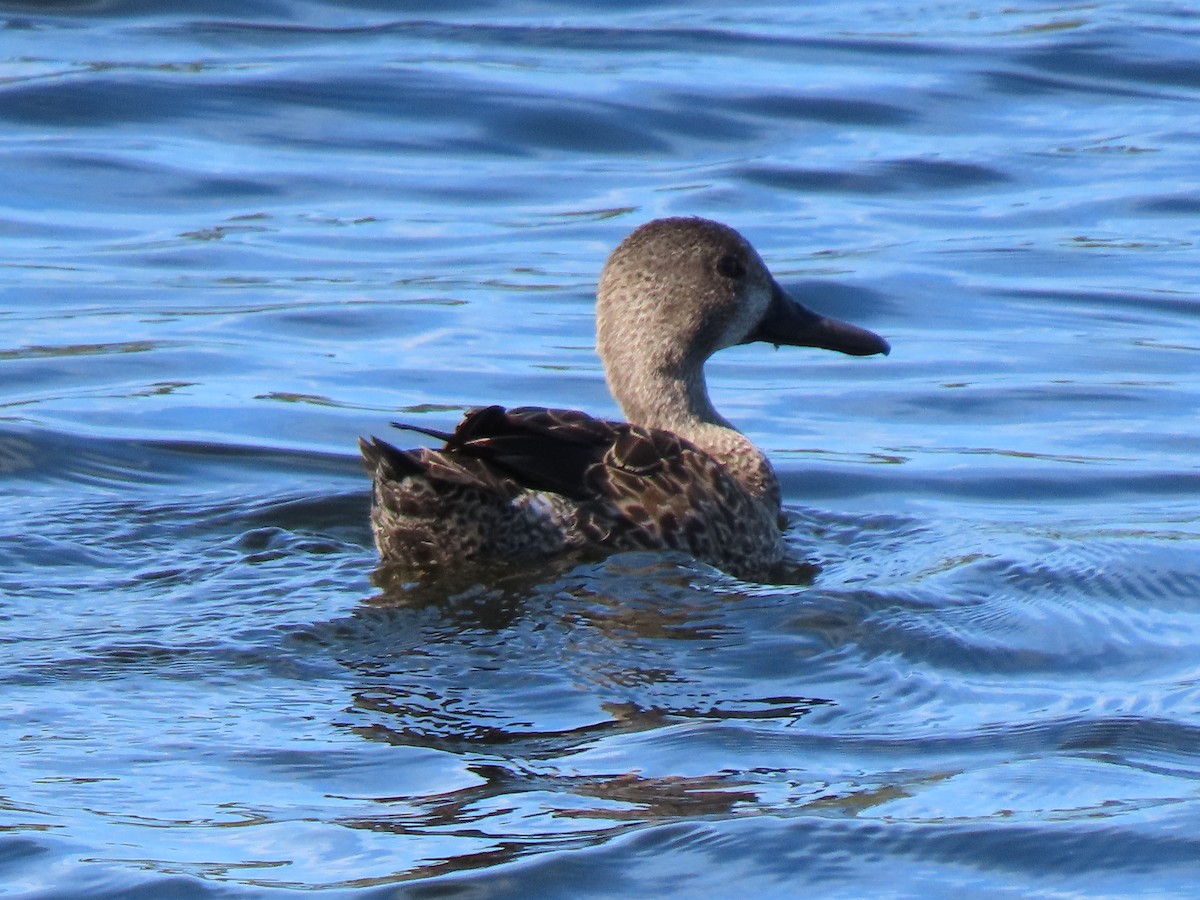 Zertzeta hegalurdina - ML647192955