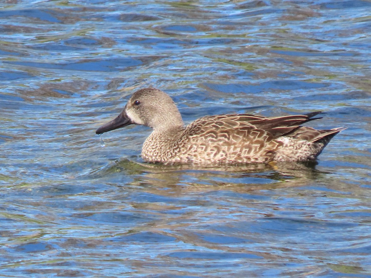 Zertzeta hegalurdina - ML647192956