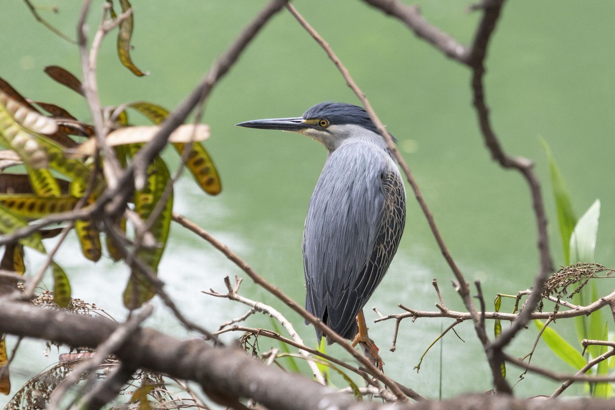 Striated Heron - ML647192964