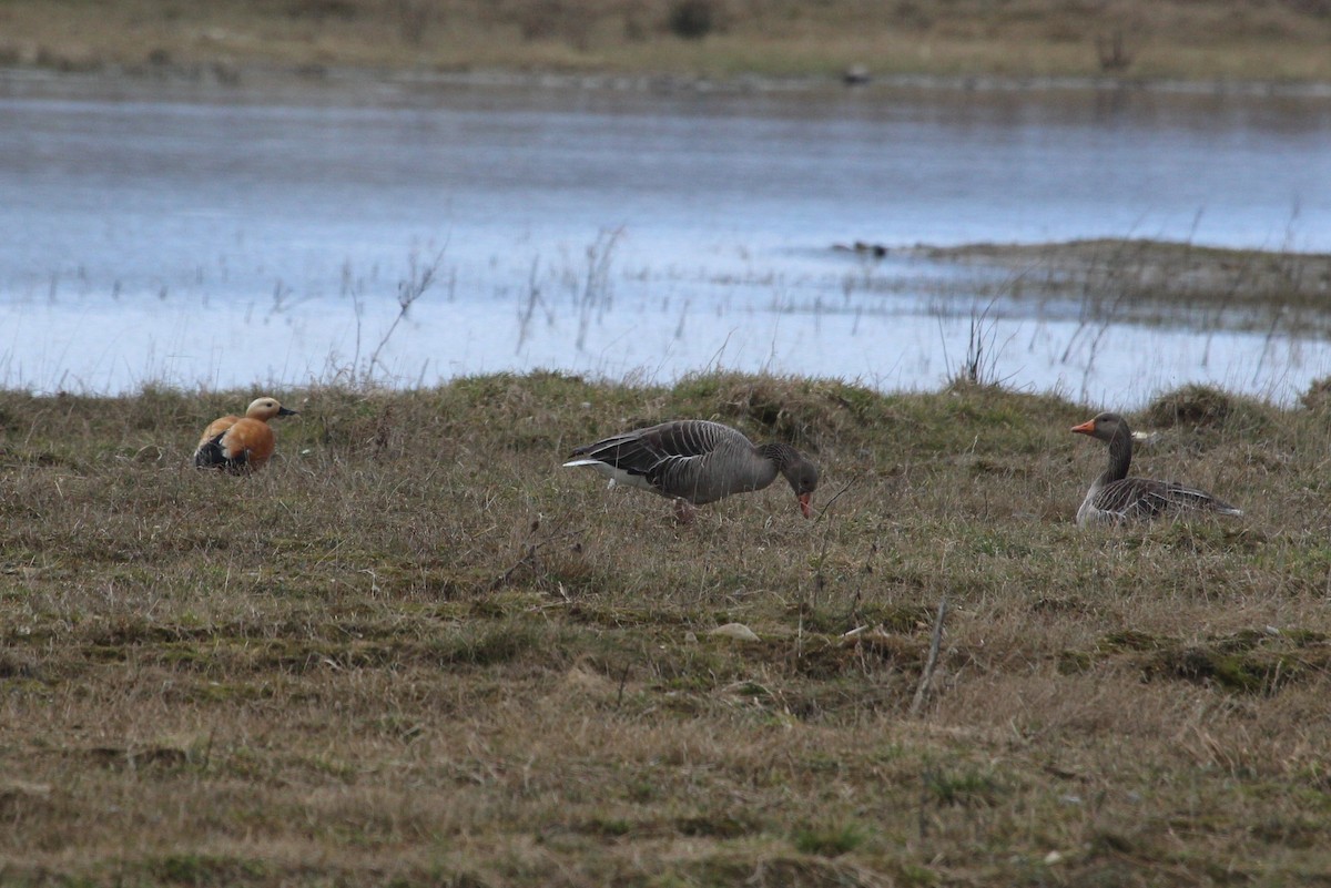 Graylag Goose - ML647192968