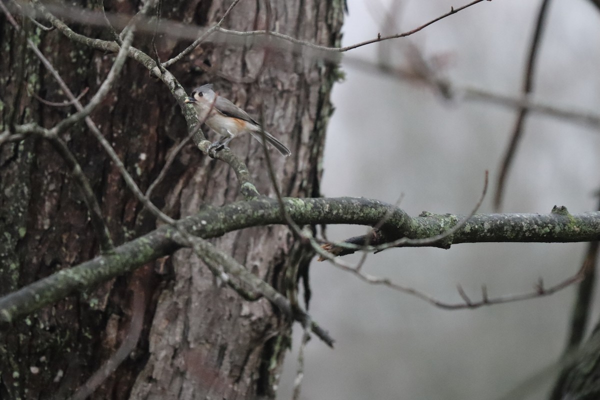 Tufted Titmouse - ML647192974
