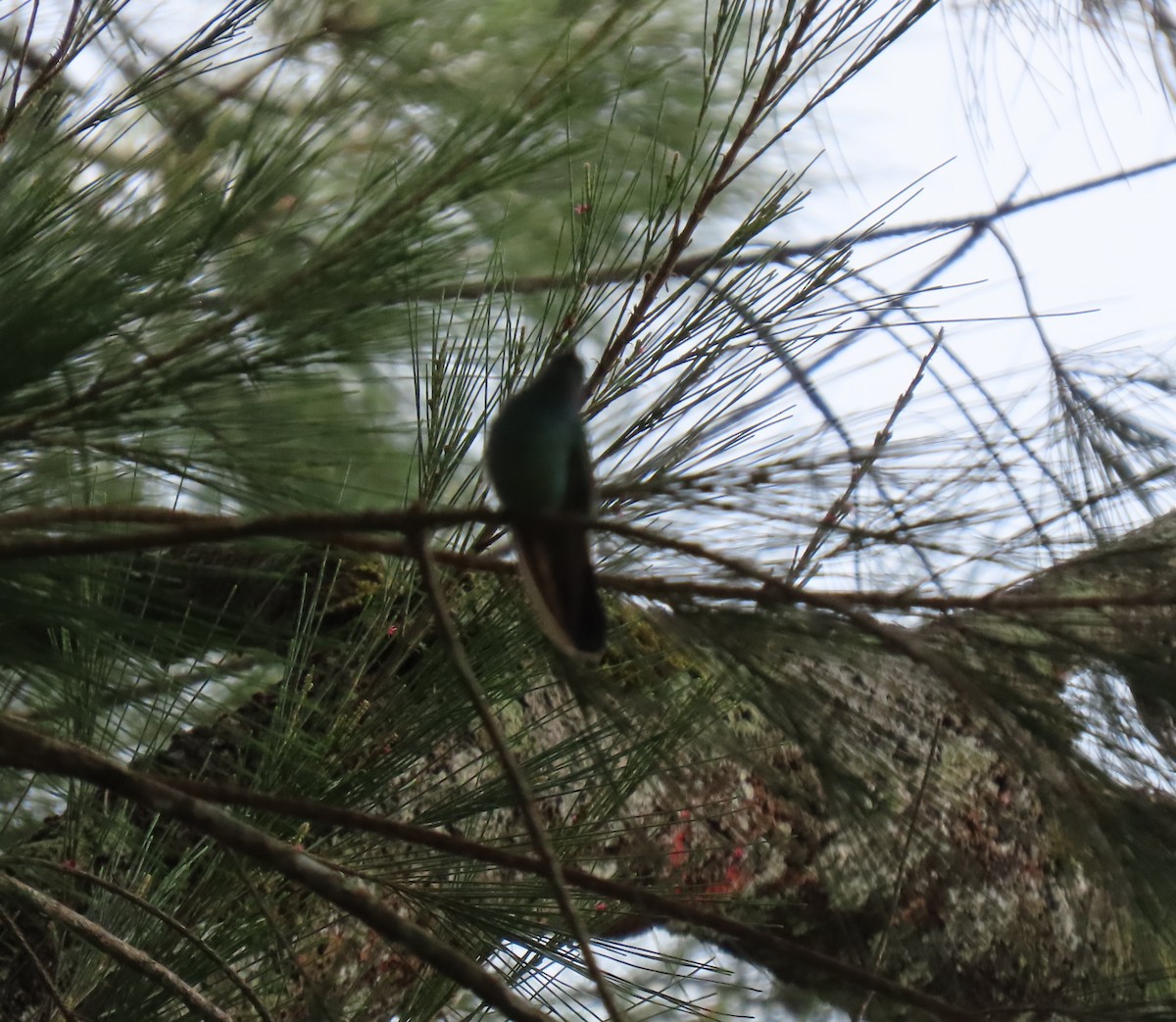 Lesser Violetear - ML647192979