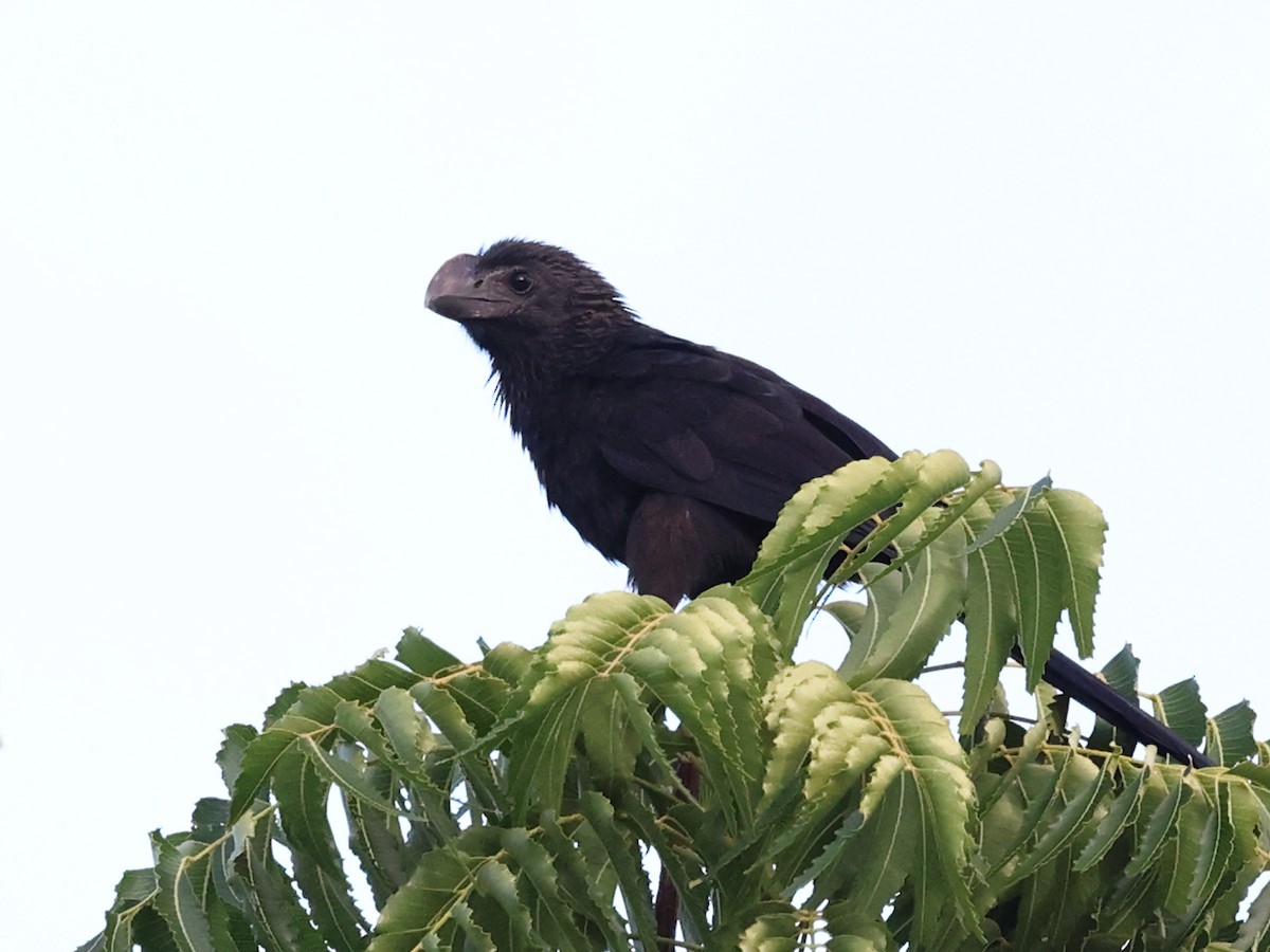 Smooth-billed Ani - ML647192980