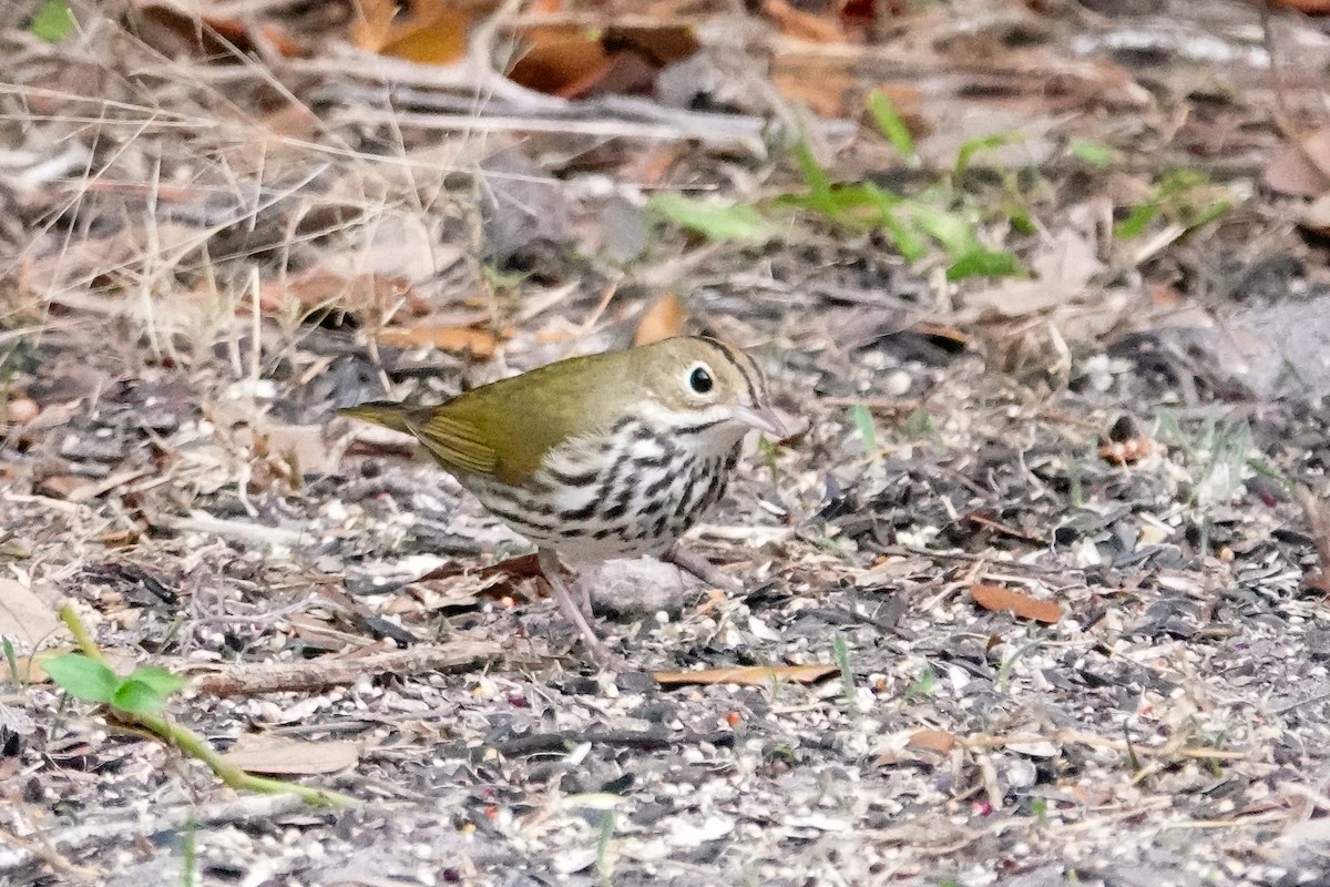 カマドムシクイ - ML647192981