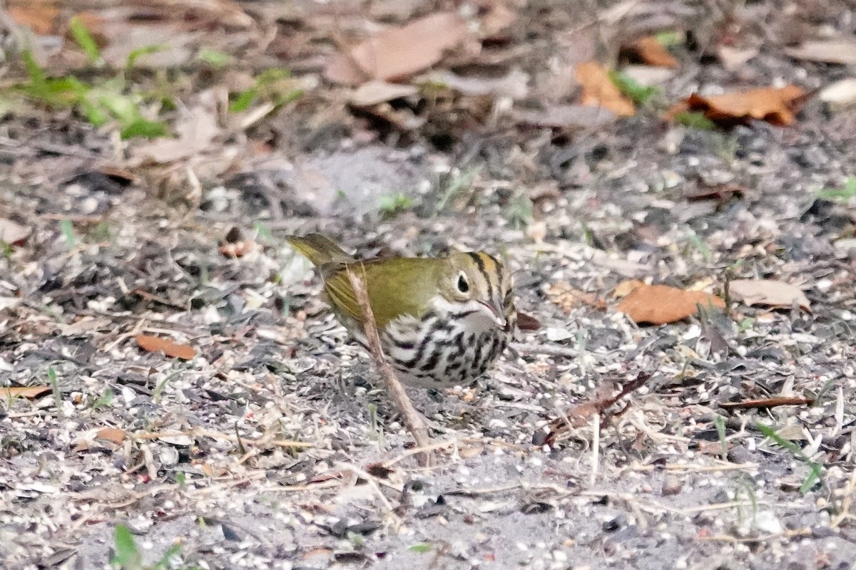 カマドムシクイ - ML647192984