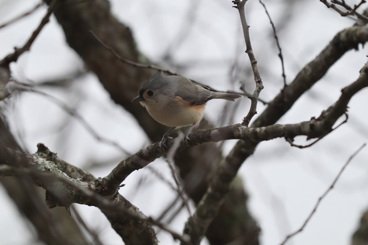 Tufted Titmouse - ML647192988