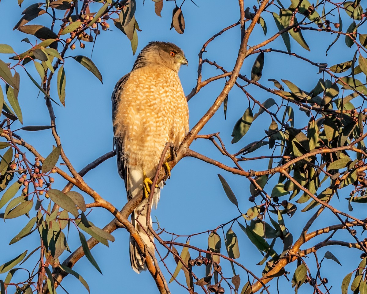 Cooper's Hawk - ML647192992