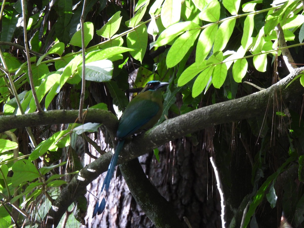 Lesson Motmotu - ML647192994