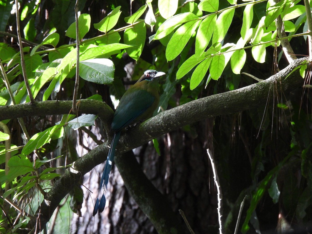 Lesson Motmotu - ML647192995