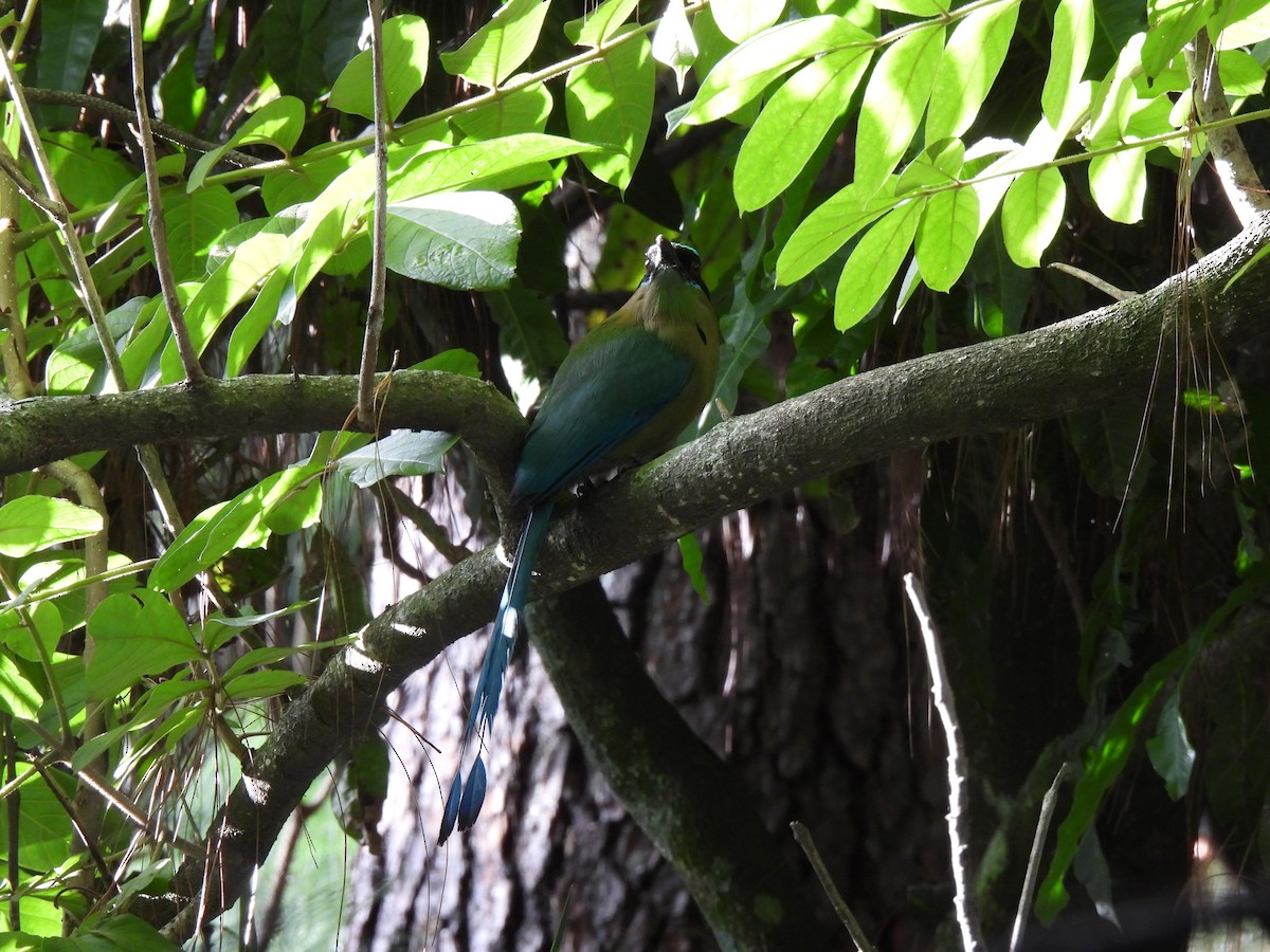 Lesson Motmotu - ML647192996