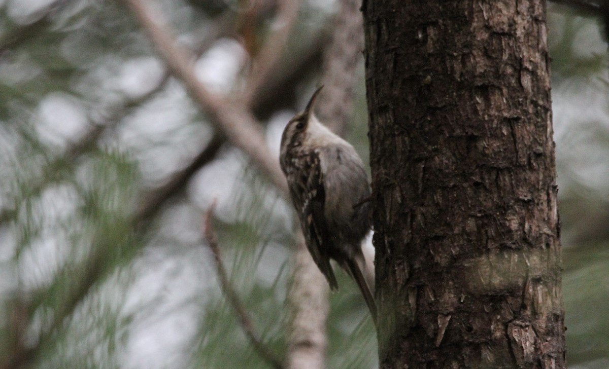 タンシキバシリ - ML647192999