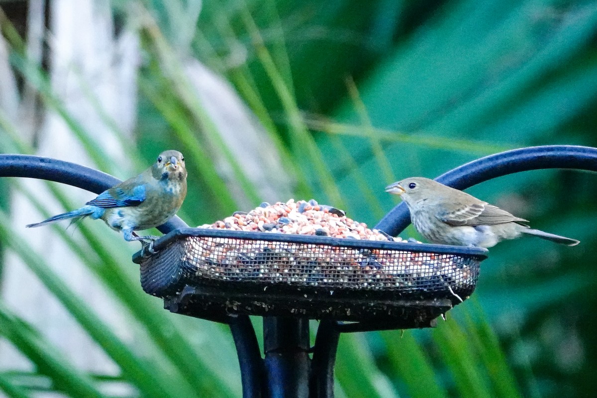 Индиговый колорин - ML647193004