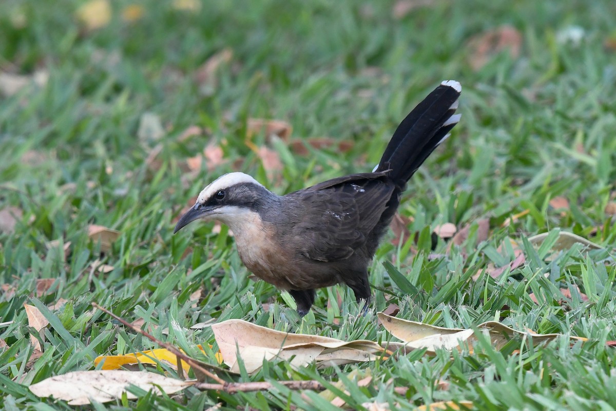 オーストラリアマルハシ - ML647193006