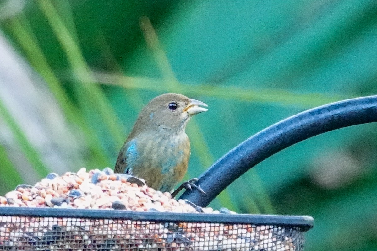 Индиговый колорин - ML647193017