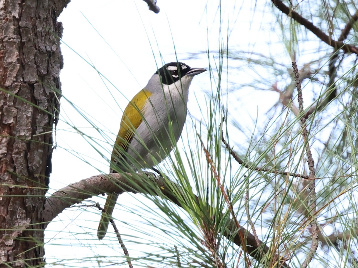 Schwarzscheitel-Palmtangare - ML647193036