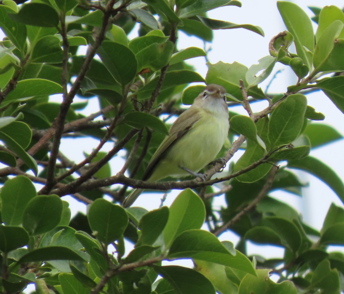 Brown-capped Vireo - ML647193041