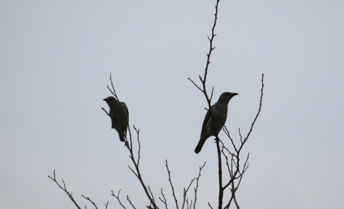 Malay Sığırcığı - ML647193045