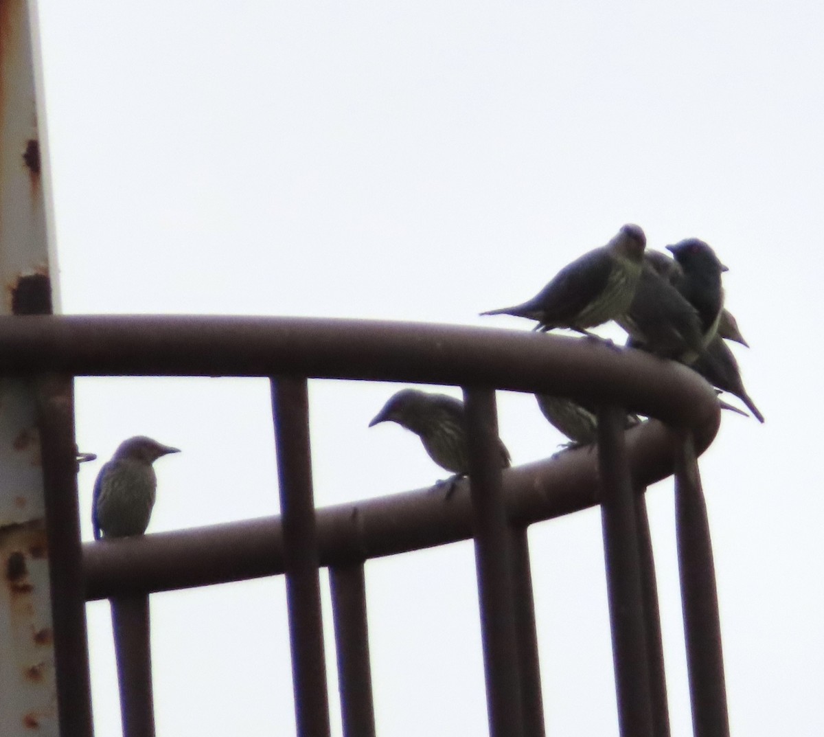 Malay Sığırcığı - ML647193046