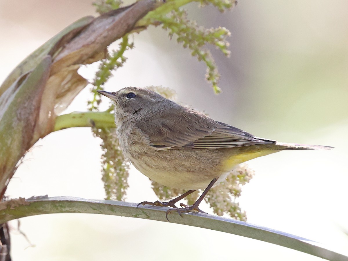 Palmenwaldsänger (palmarum) - ML647193062