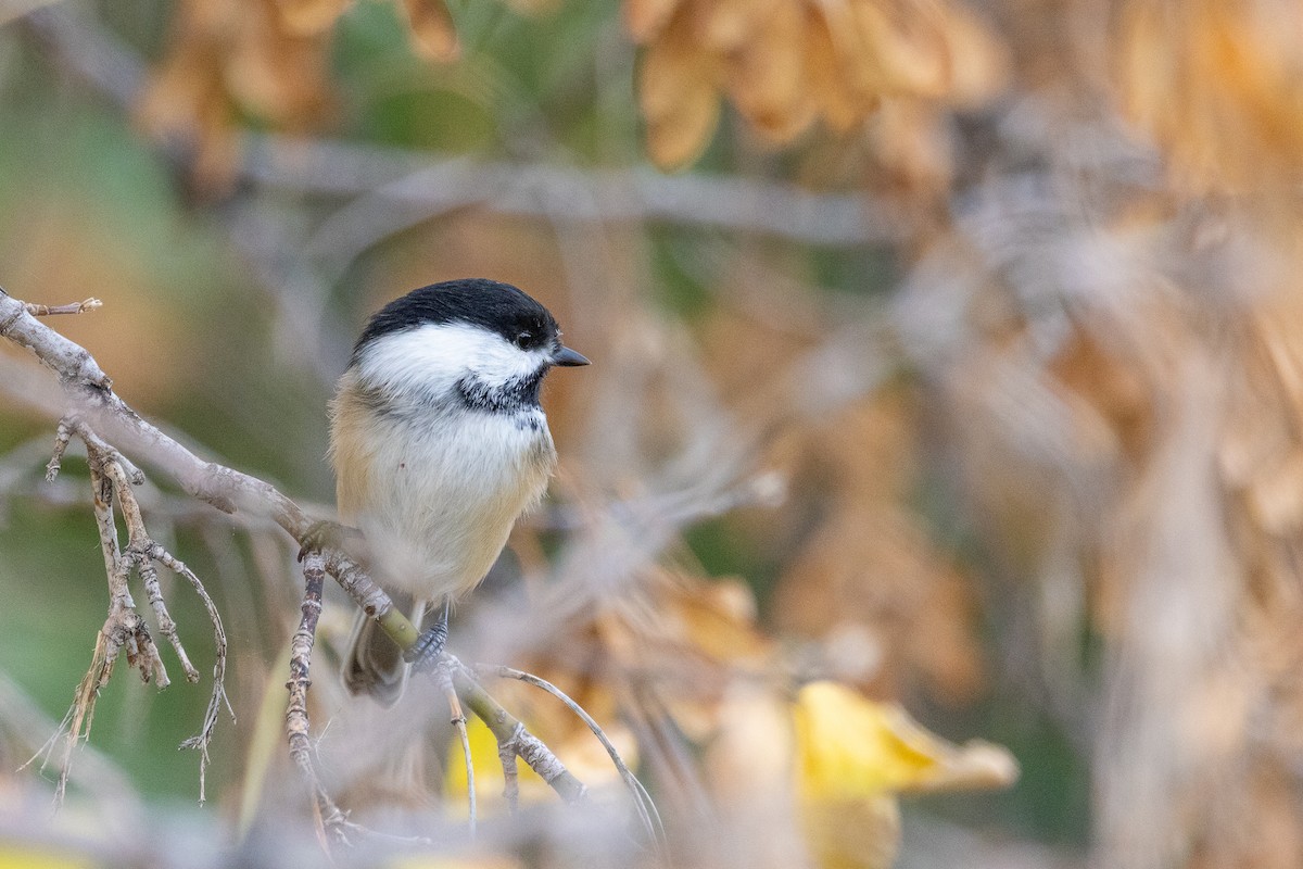 Black-capped Chickadee - ML647193076