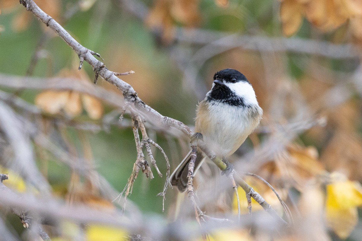 Black-capped Chickadee - ML647193077