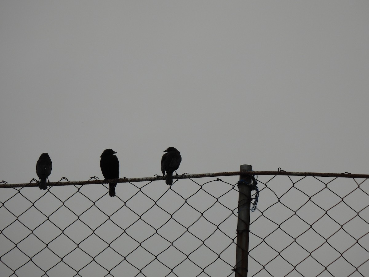 Bronzed Cowbird - ML647193081