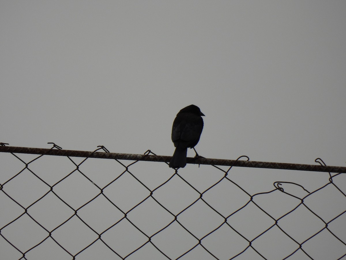 Bronzed Cowbird - ML647193082