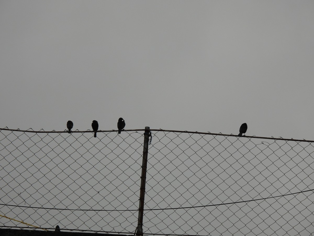 Bronzed Cowbird - ML647193083