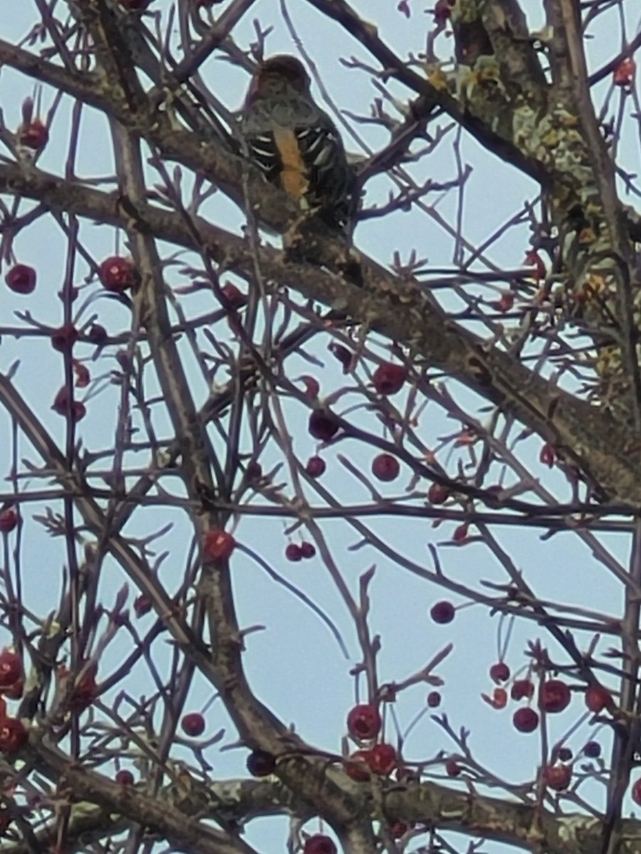 Смеречник тайговий - ML647193084