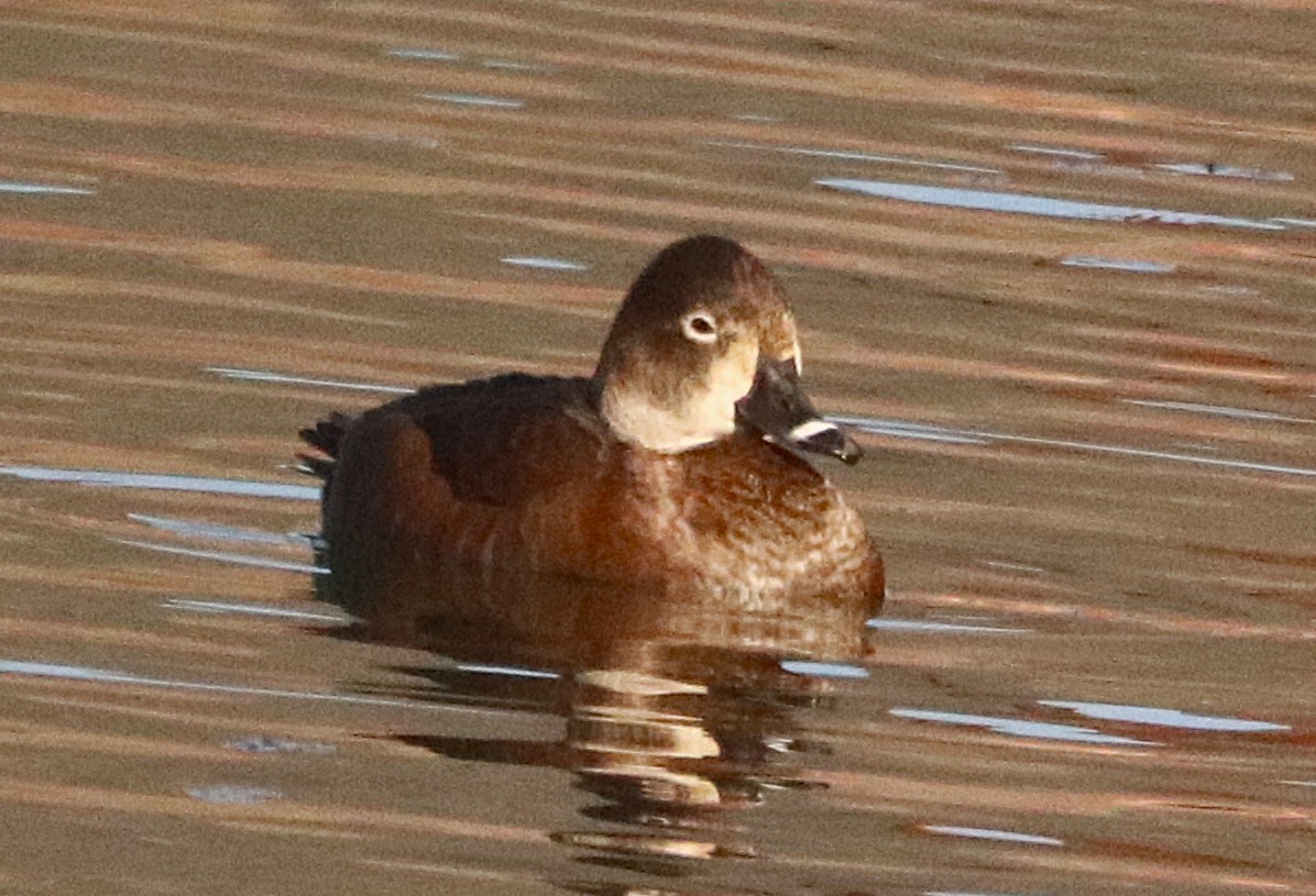Ring-necked Duck - ML647193086