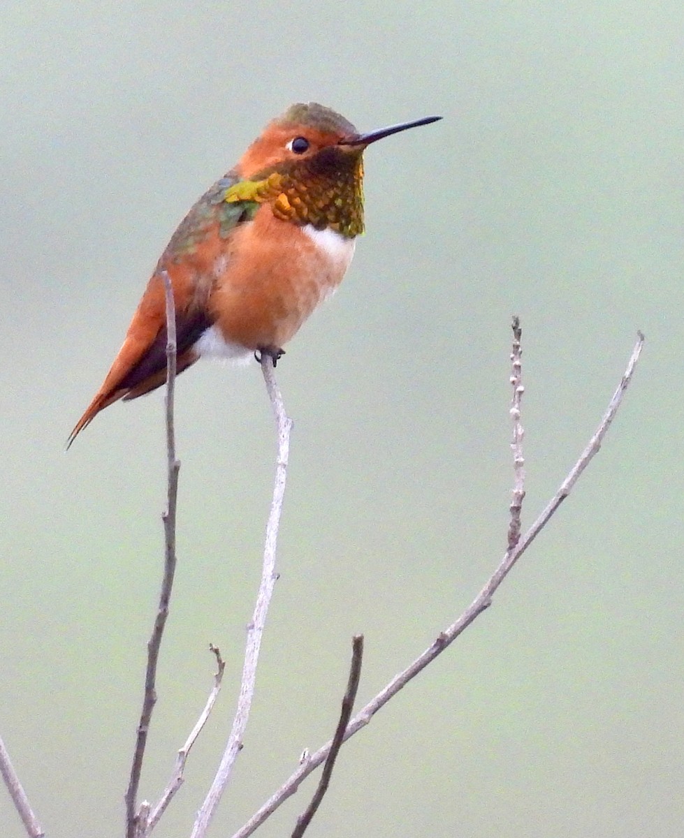 Allen's Hummingbird - ML647193102