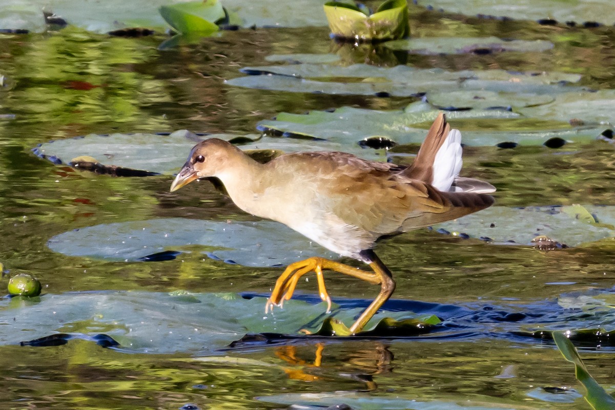 Малая султанка - ML647193104