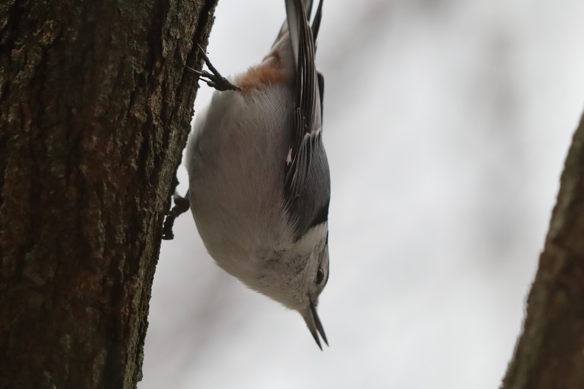 White-breasted Nuthatch - ML647193105