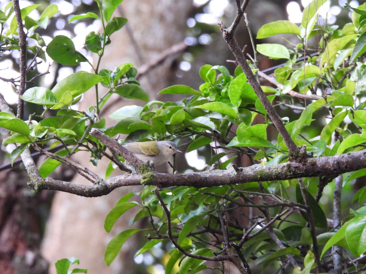 Червоїд світлобровий - ML647193113