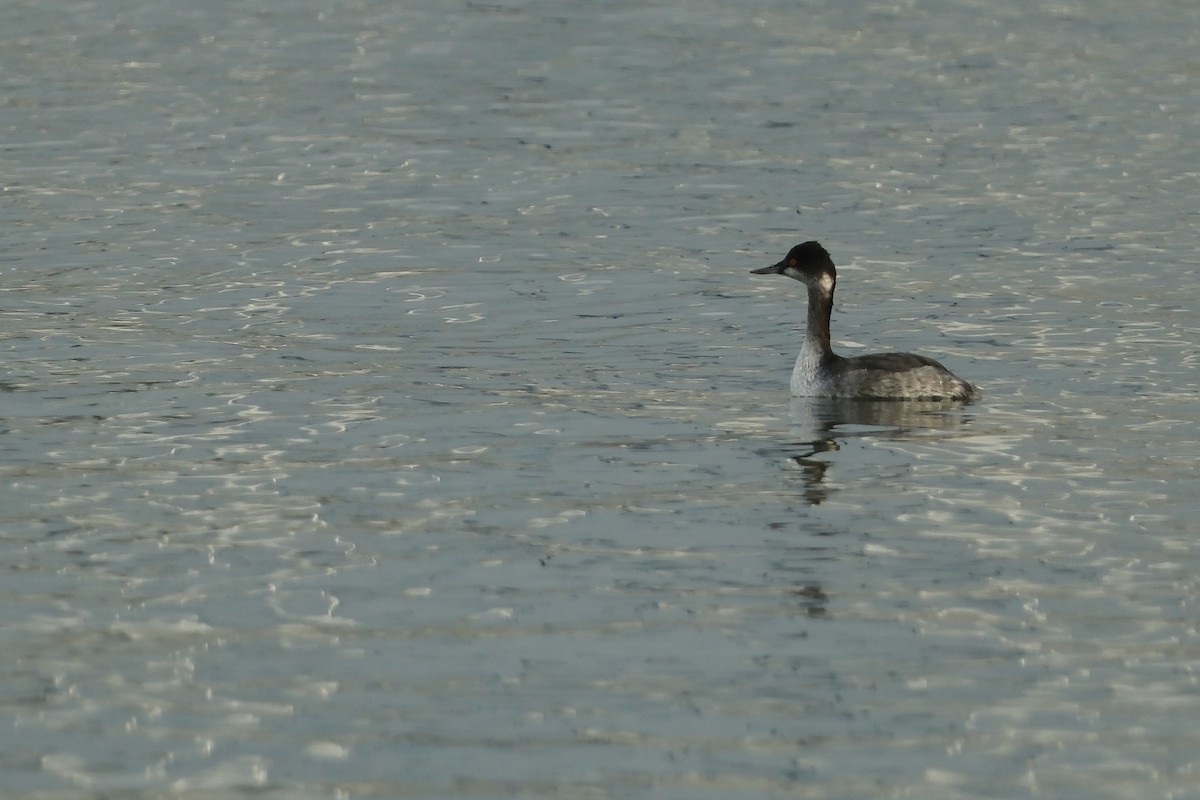 Eared Grebe - ML647193115