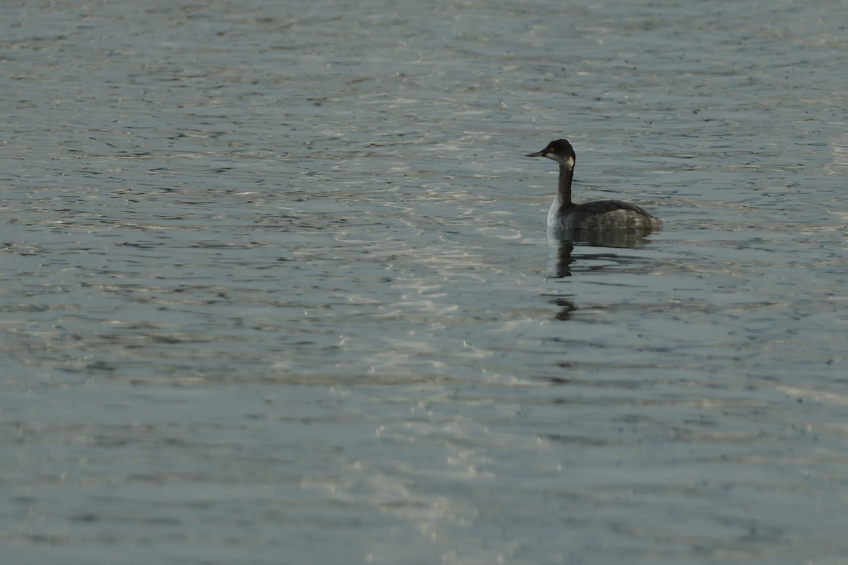 Eared Grebe - ML647193116