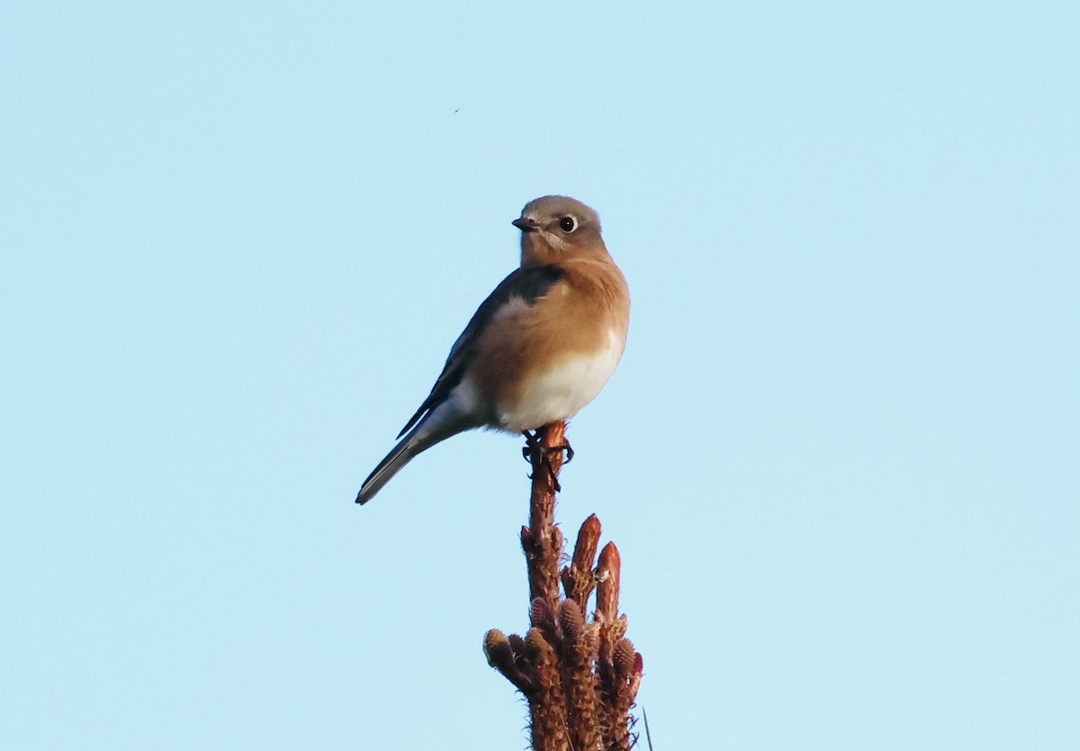 Eastern Bluebird - ML647193155