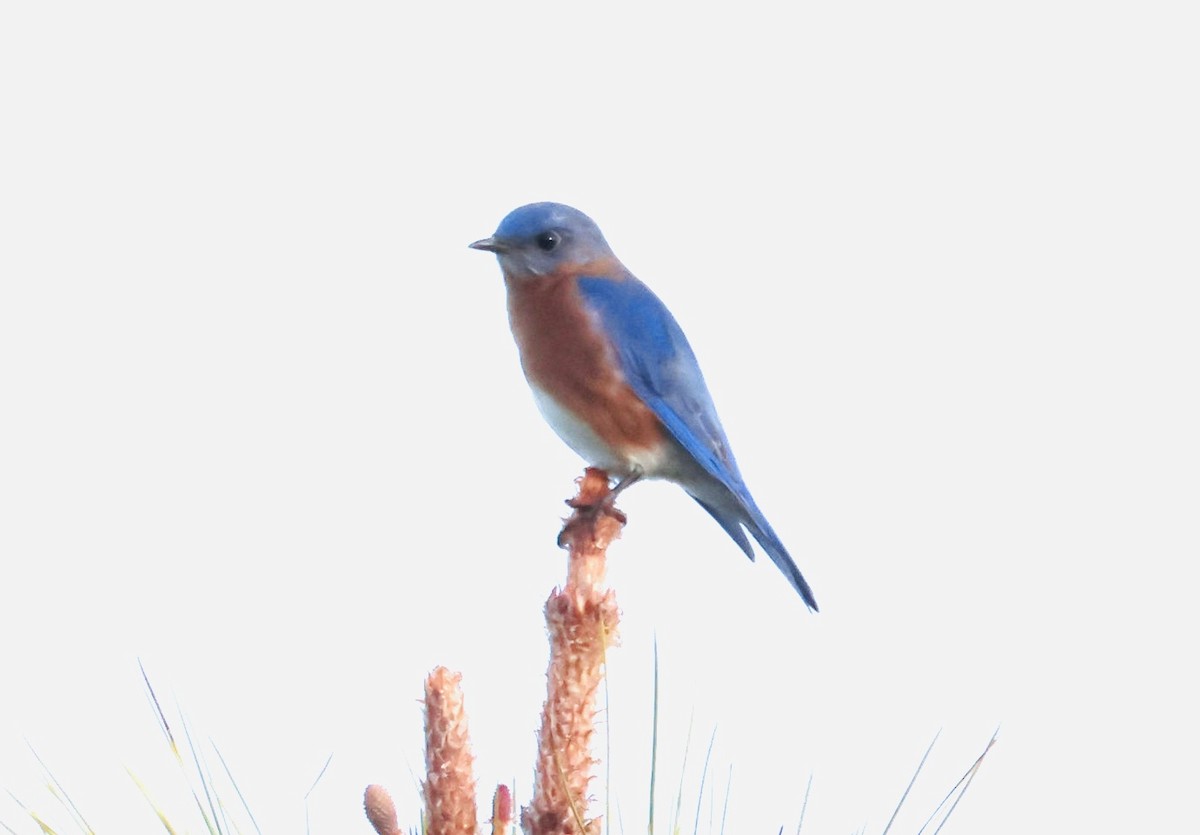 Eastern Bluebird - ML647193156