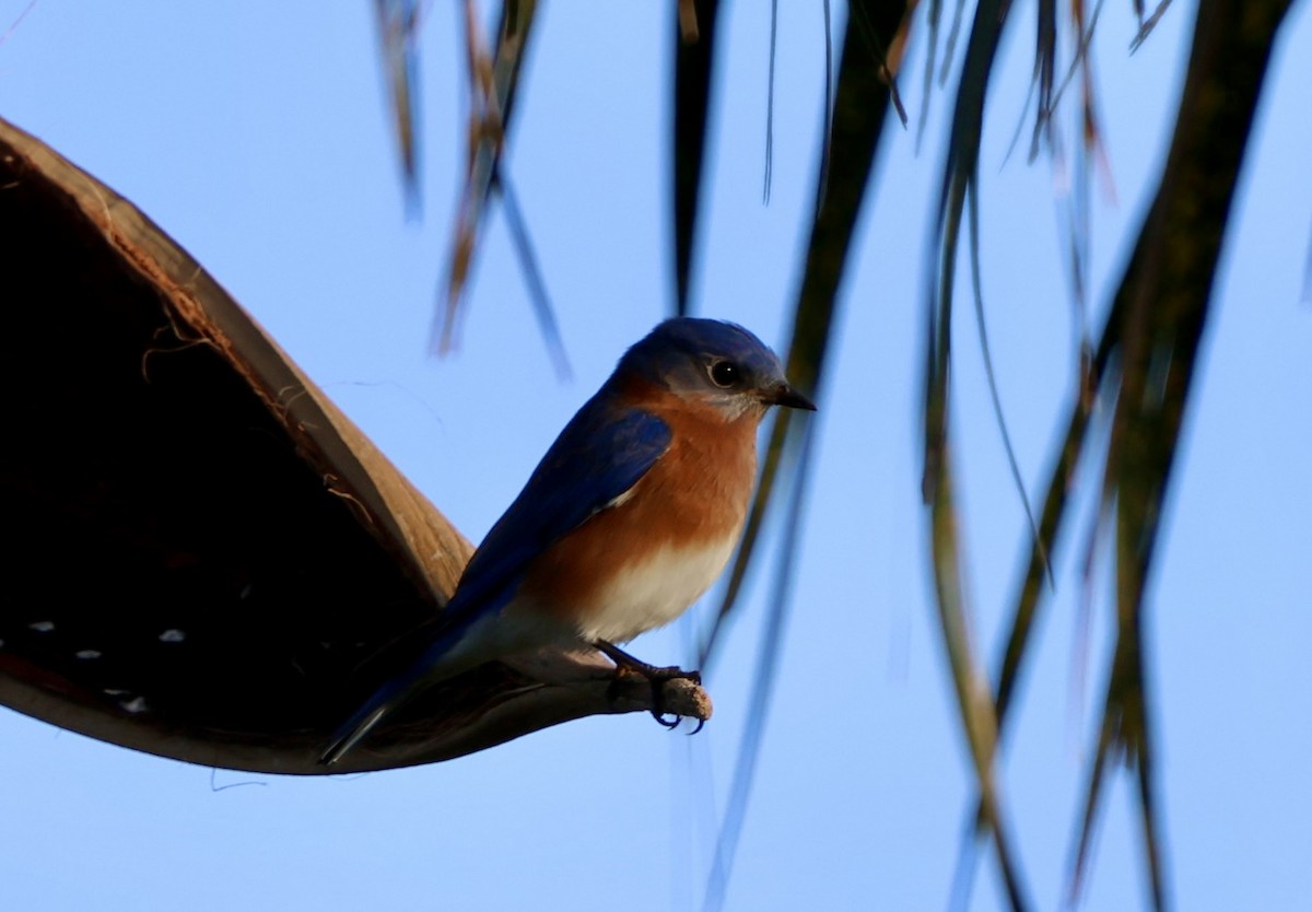 Eastern Bluebird - ML647193157
