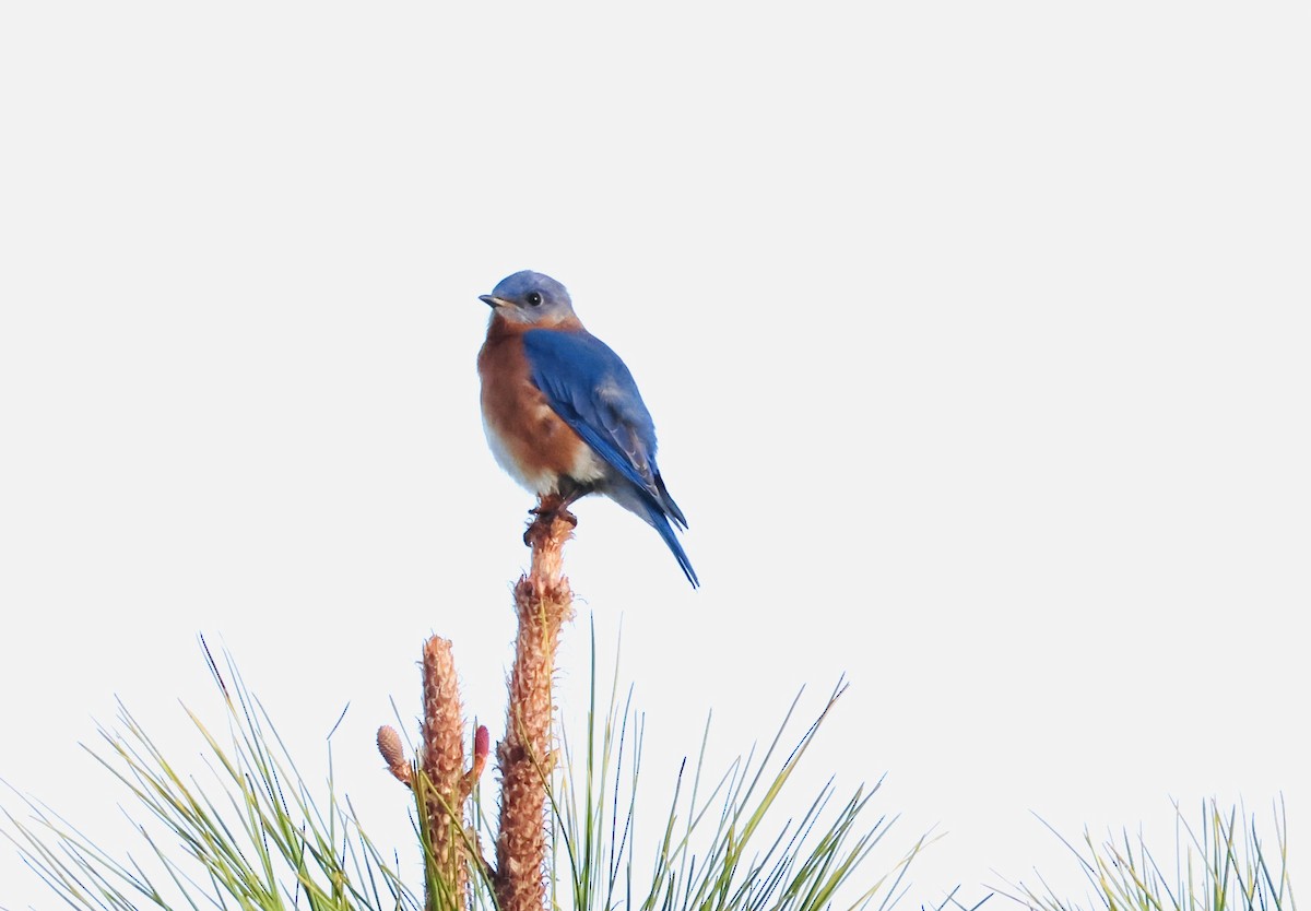 Eastern Bluebird - ML647193158