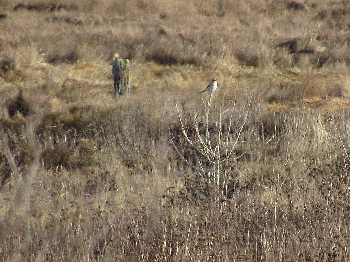 Northern Shrike - ML647193159