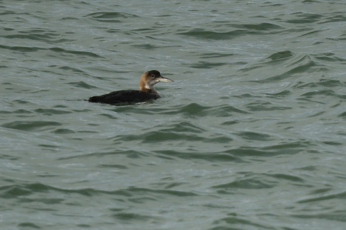 Common Loon - ML647193165
