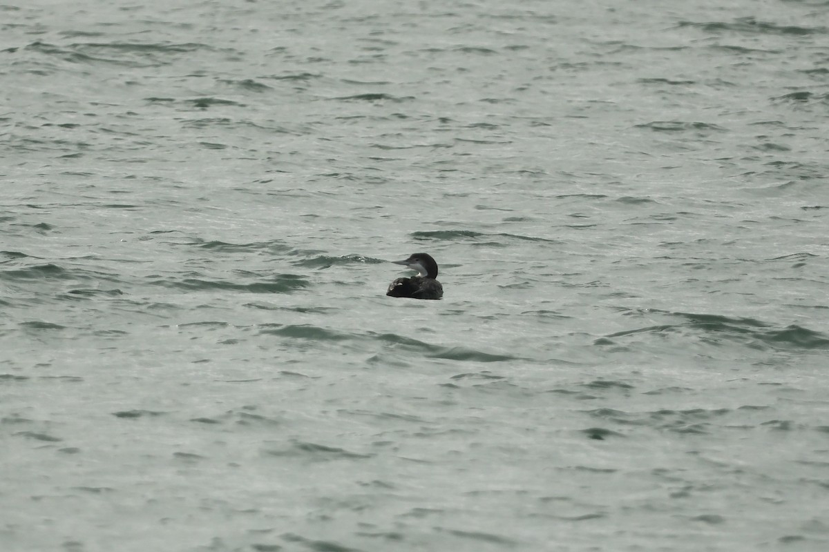 Common Loon - ML647193166