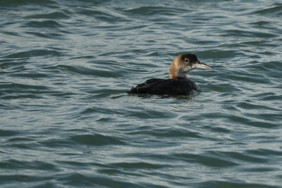 Common Loon - ML647193169