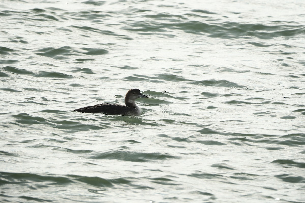 Common Loon - ML647193170